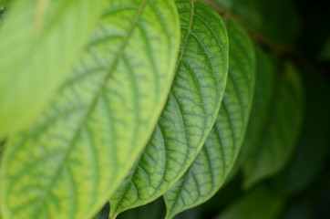 Obraz premium Overlapping green leaves