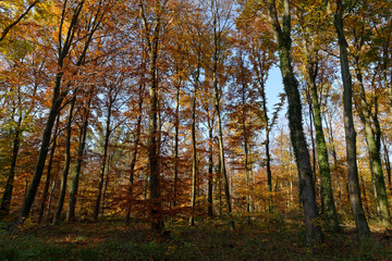 Herbstwald bei Ratingen, NRW, Deutschland