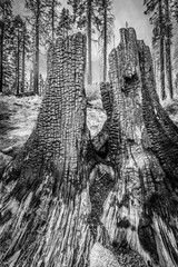 Burnt Ponderosa Pine Stump