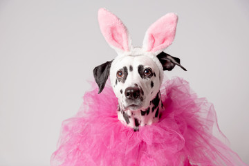 Portrait of dalmatian dog with pink rabbit ears and pink collars on white background. Easter...