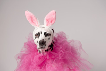 Portrait of dalmatian dog with pink rabbit ears and pink collars on white background. Easter party concept