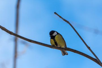 cute great tit bird sitting on a branch against a blue sky