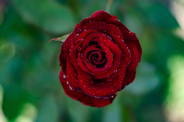 red roses background. Wedding natural flowers. Valentines day or 8 march floral gift. Romantic love design