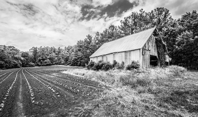 Ivy Covered Barn with tobbacco Field