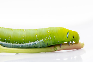 Oleander Hawk Moth Caterpillar (Daphnis nerii, Sphingidae), eat plant, isolated on white background.