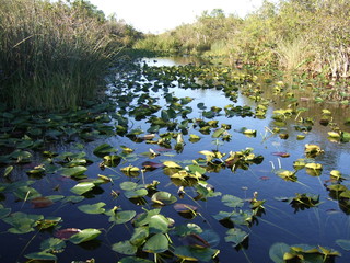 Everglades Seerosen