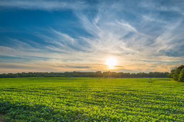 Soybean Field at Sunset