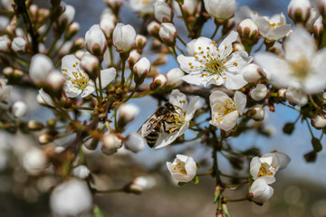 White flowers of Prunus cerasifera. Blossoming branch with with flowers of cherry plum. Blooming tree in spring. Prunus divaricata.