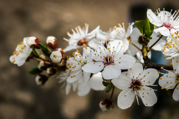 White flowers of Prunus cerasifera. Blossoming branch with with flowers of cherry plum. Blooming tree in spring. Prunus divaricata.