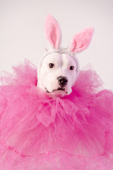 Portrait of white staffordshire dog with pink rabbit ears and pink collars on white background....