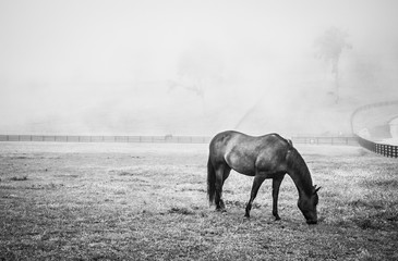 Horse Grazing on a Foggy Morning, B&W 1