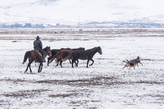 Roaming Wild On The Snow. Wild Horse Gang