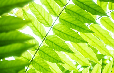 Green leaf and tree branch with sunlight shade