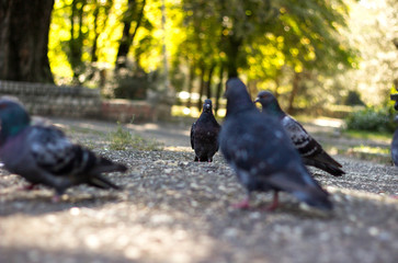 Park Pigeons, sunny day