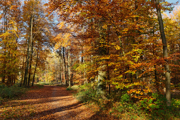 Herbstwald bei Ratingen, NRW, Deutschland