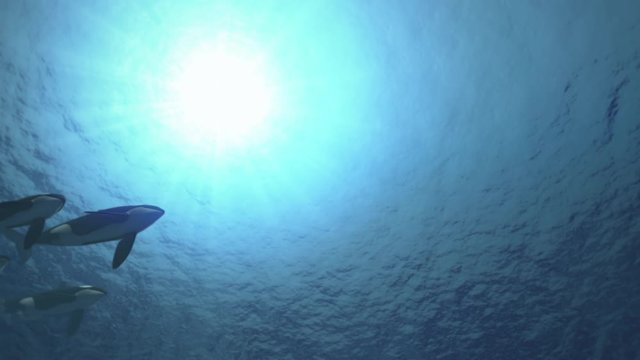 Underwater shot of a pod of killer whales (orcas orcinus) swimming from left to right in backlight - seamless looping high quality 3d animation