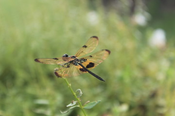 Lovely Animal