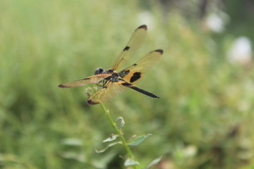 Lovely Animal