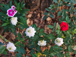 flowers in the garden