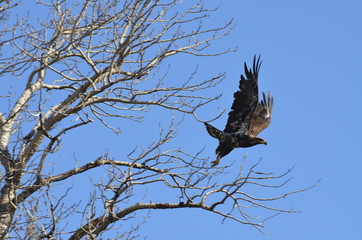 Golden Eagle flying overhead