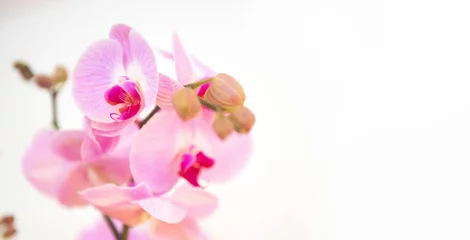 Foto op Canvas Orchidee © Melanie
