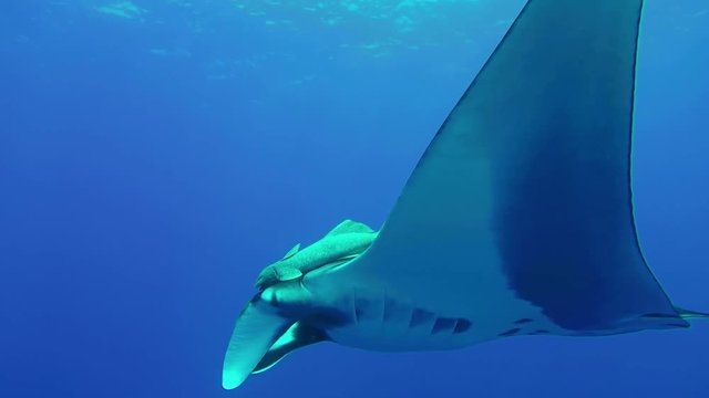 Giant Manta Ray in blue water at Socorro Islands in the Pacific of Mexico. Includes five different video sequences!