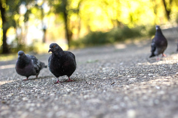 Park Pigeons, sunny day