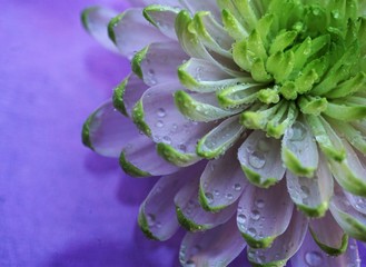 green flower closeup