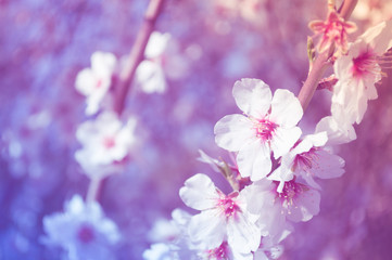 closeup of almond blossoms