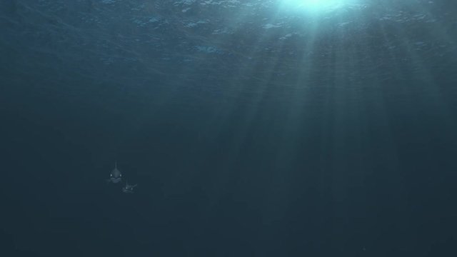 Underwater shot of mother and calf killer whales (orcas orcinus) swimming towards and then passed the camera in deep blue ocean - high quality 3d animation