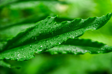 Beautiful exotic plants from jungle. Green leaves. Tropical wallpaper.