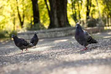 Park Pigeons, sunny day