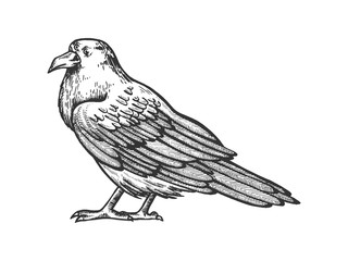 Crow with three eyes sketch engraving vector illustration. Scratch board style imitation. Hand drawn image.