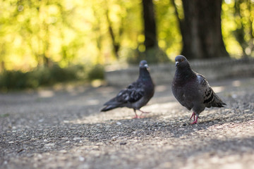 Park Pigeons, sunny day