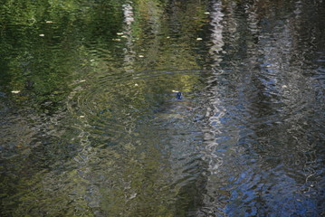 Wasser Everglades