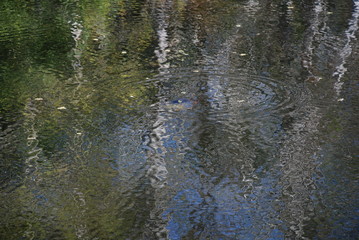 Everglades 