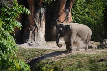 Elefant im Zoo
