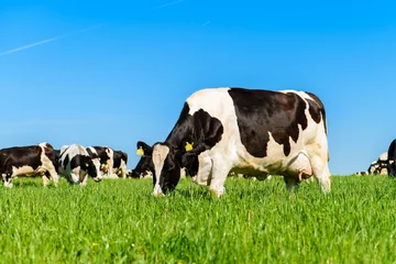 Gordijnen koeien grazen op een groen veld bij zonnig weer, lay-out met ruimte voor tekst © smspsy