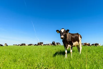 Foto op Plexiglas Eetkamer koeien grazen op een groen veld bij zonnig weer, lay-out met ruimte voor tekst