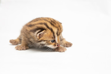 Bengal kitten on white background