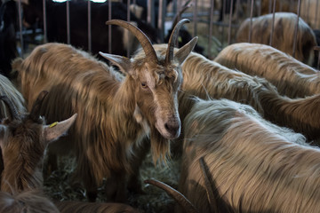 Goat 3