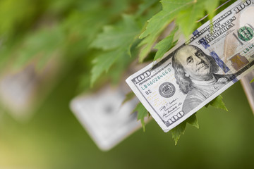 Money growing on tree, USA currency dollar, cash crop, money tree, finance concept stock, investment, passive income, inheritance, loans, saving, money doesn't grow on trees