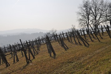Bare vineyard