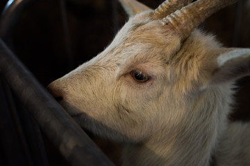 Goat 7
