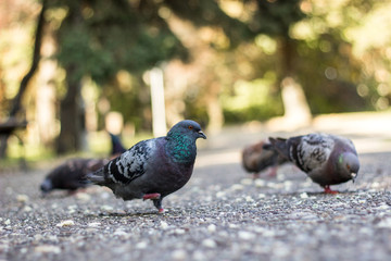 Pigeons eating crumbs