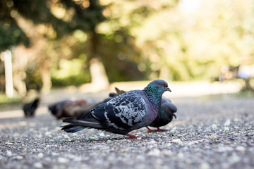Pigeons eating crumbs