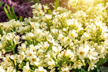 Primrose Primula with yellow flowers. Inspirational natural floral spring or summer blooming garden or park under soft sunlight and blurred bokeh background. Colorful blooming ecology nature landscape