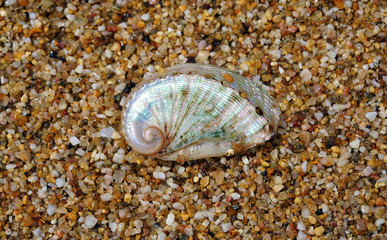 Beautiful shell photographed on the sand at Lia beach in Mykonos