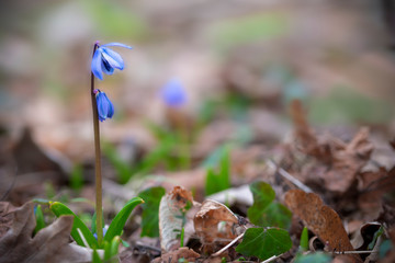 Close up of blue Scilla flower blooming at the early spring against brown dried last year fallen leafs and waiting for bees