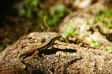 lizard on stone